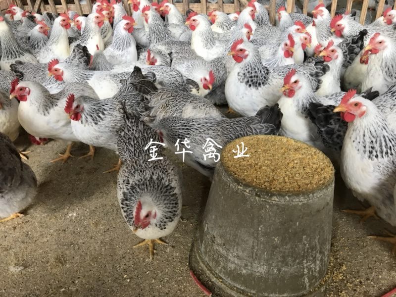 彩凤鸡苗