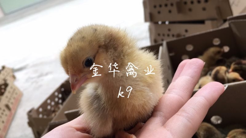 k9肉鸡苗