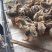 k9肉鸡苗
