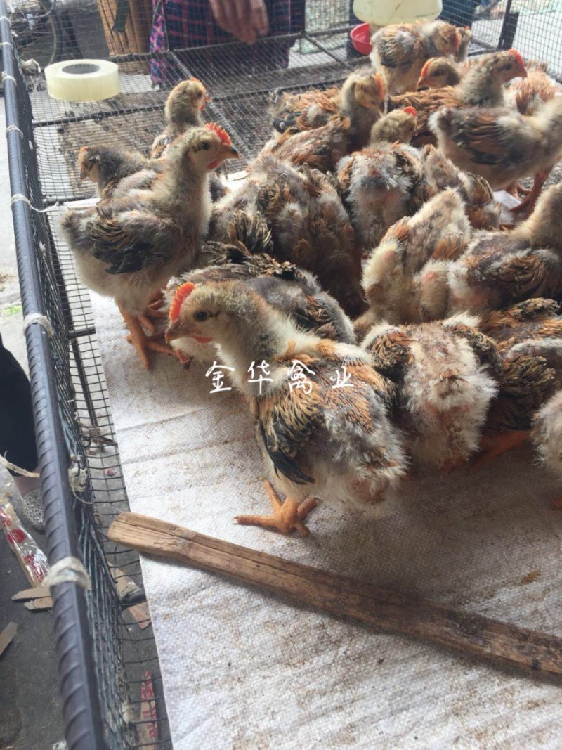 k9肉鸡苗
