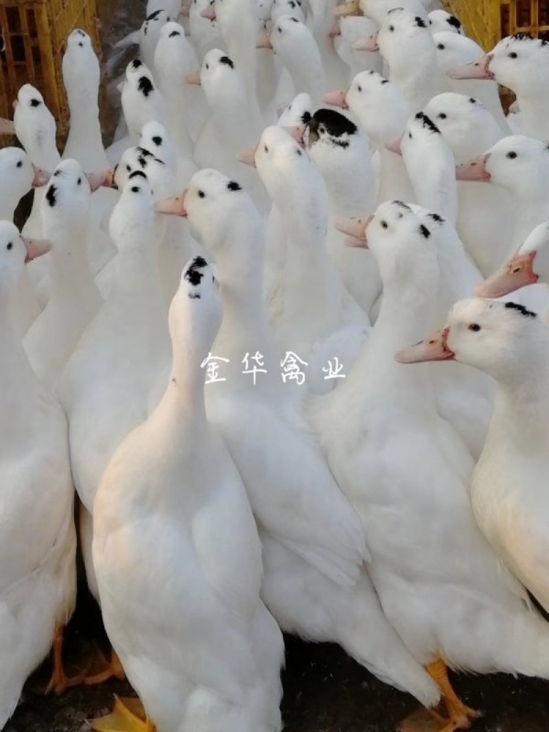 一点头鸭苗