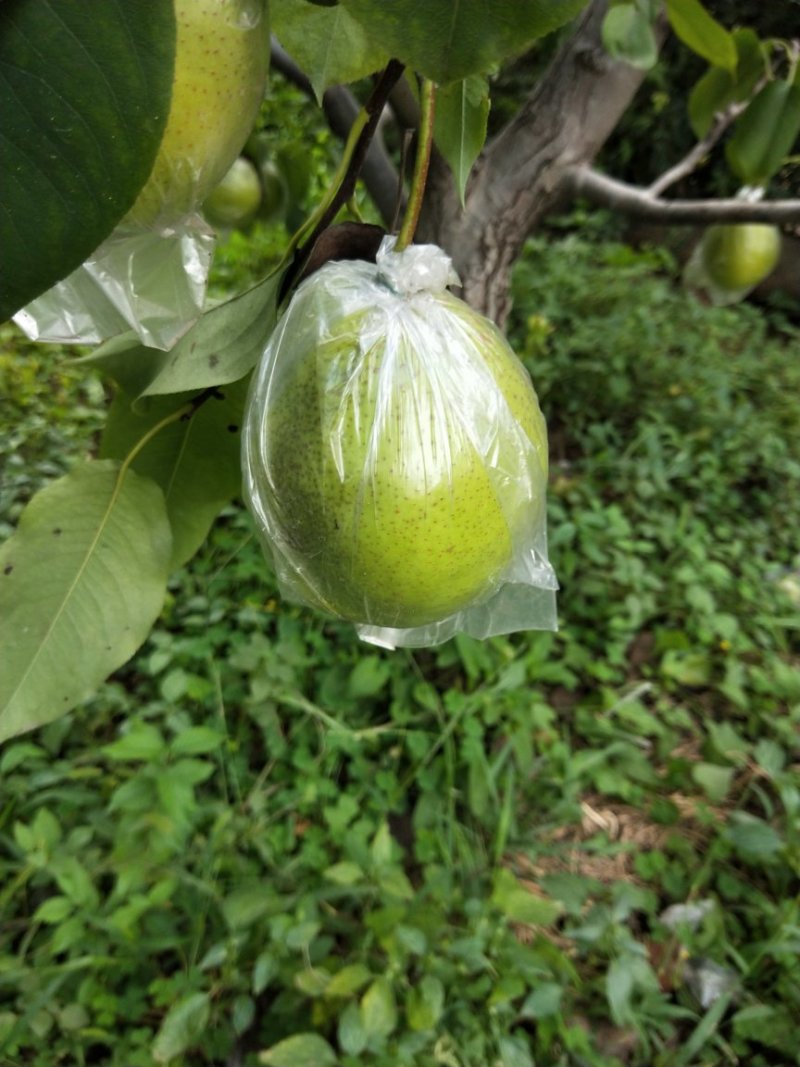 雪花梨