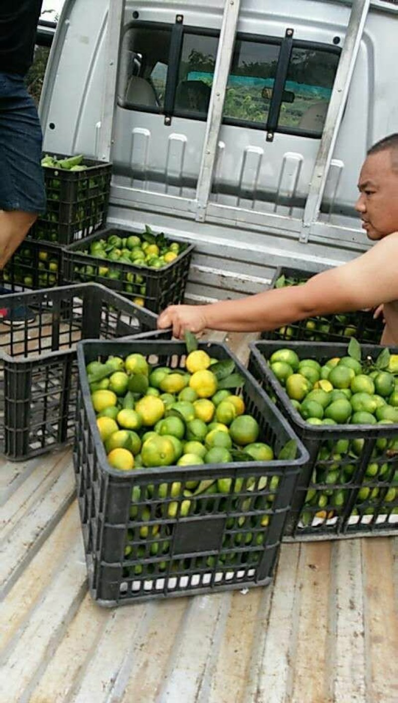 产于洪江市的靓果轶早蜜桔，专业代办，量大货足让您不虚此行
