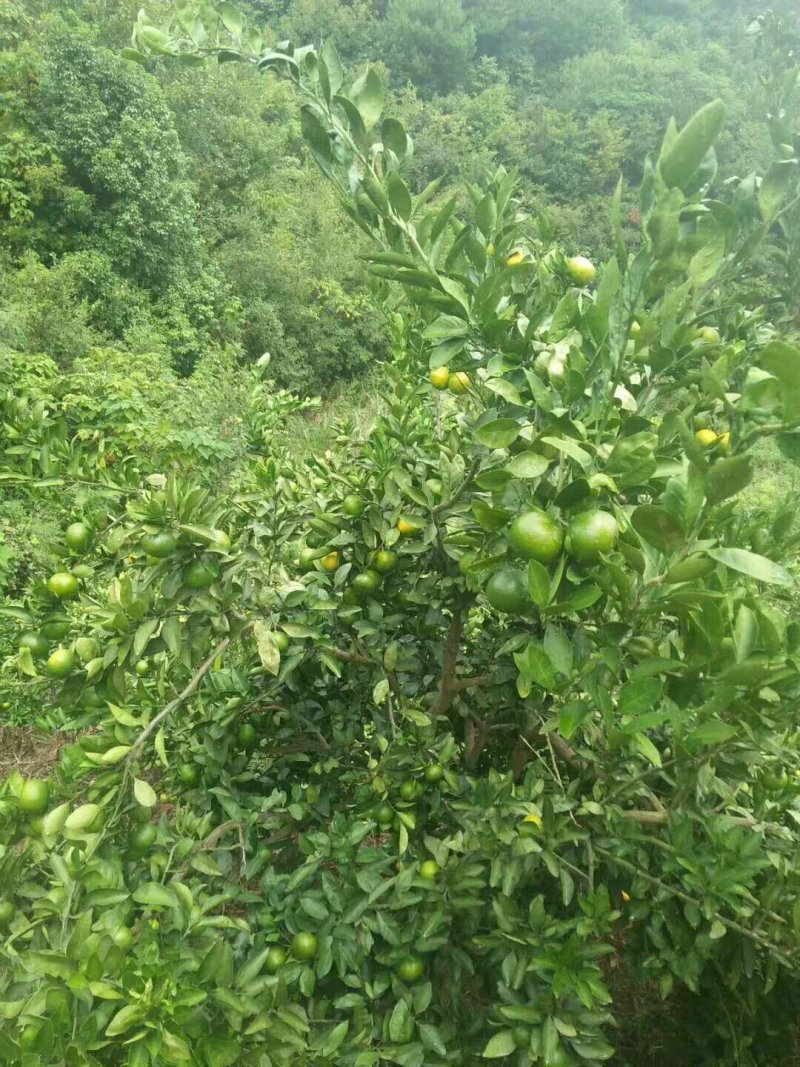 产于洪江市的靓果轶早蜜桔，专业代办，量大货足让您不虚此行