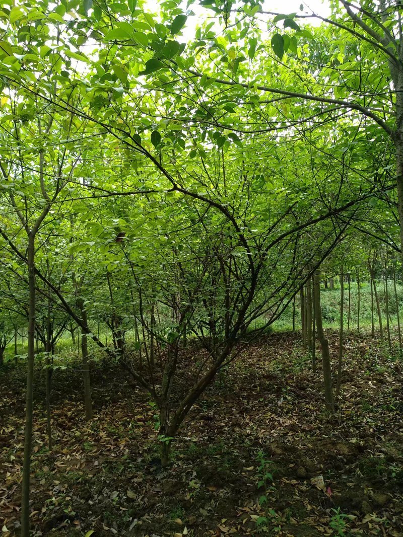 山茱萸5-40公分