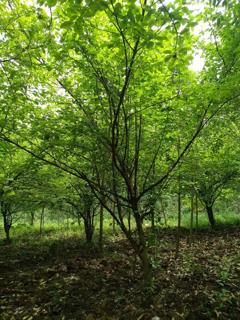 山茱萸5-40公分