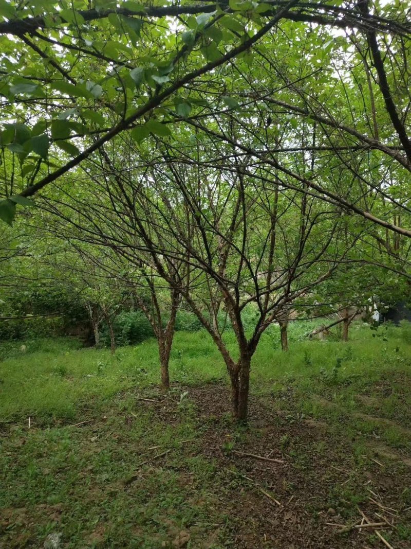 山茱萸5-40公分