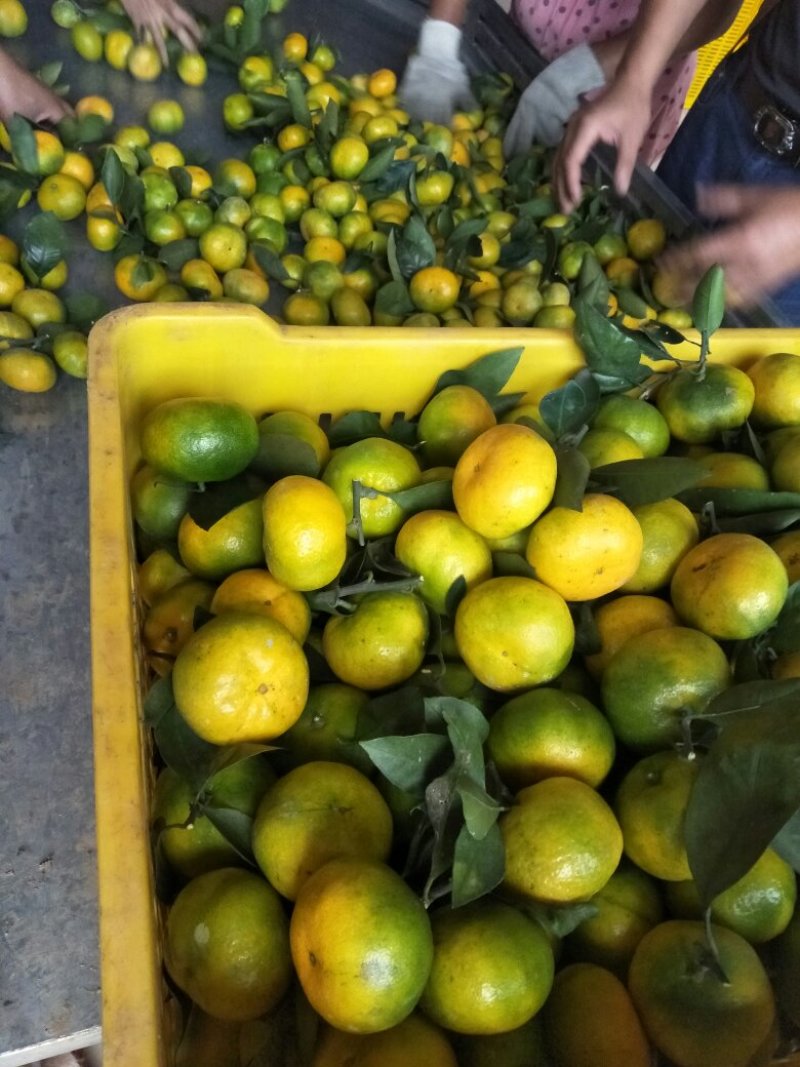 特早蜜橘小红果