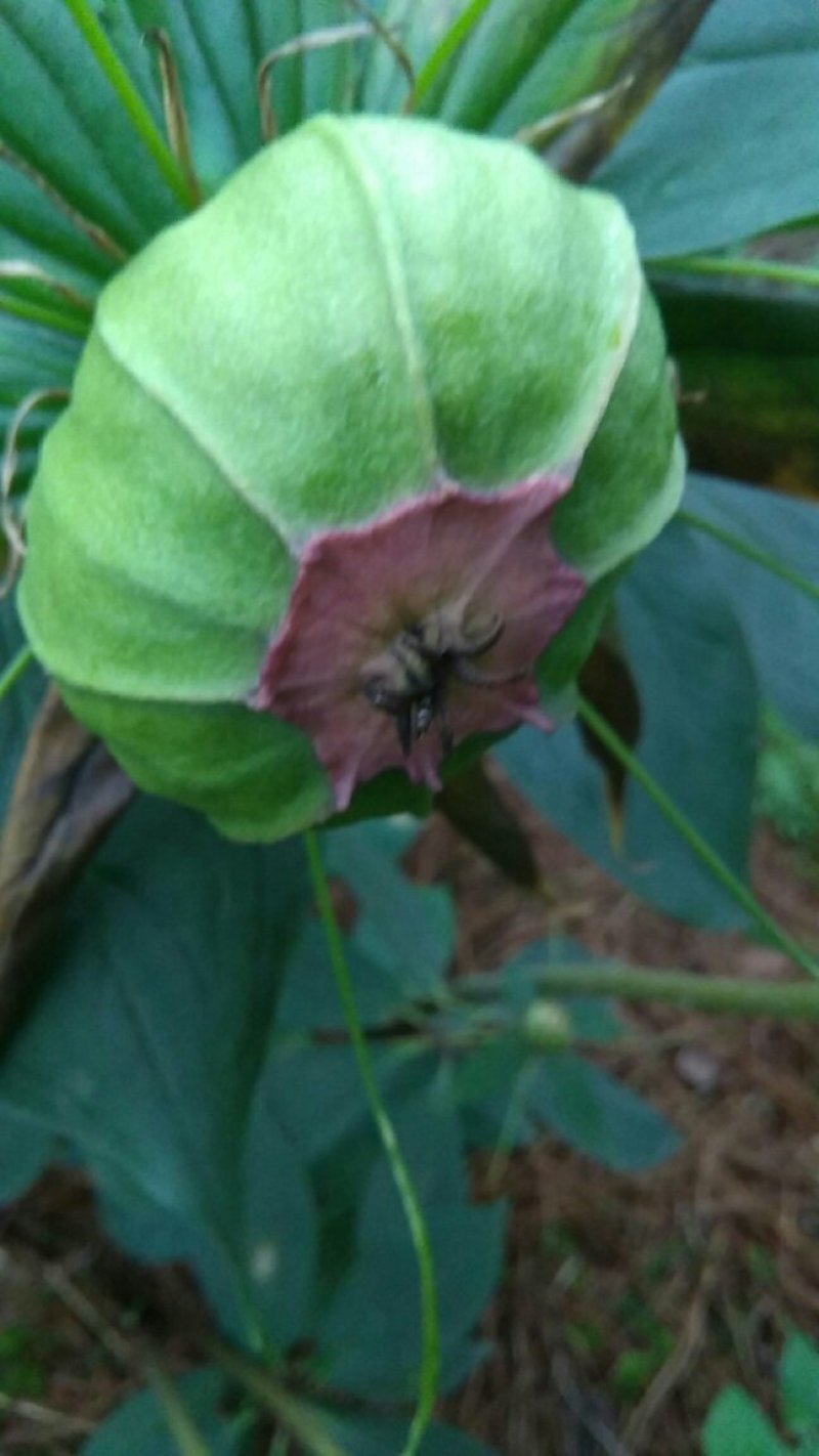滇重楼种子
