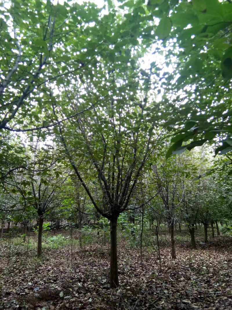 木瓜/木瓜海棠1-30公分