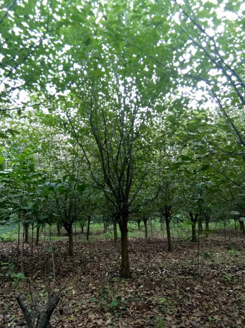 木瓜/木瓜海棠1-30公分