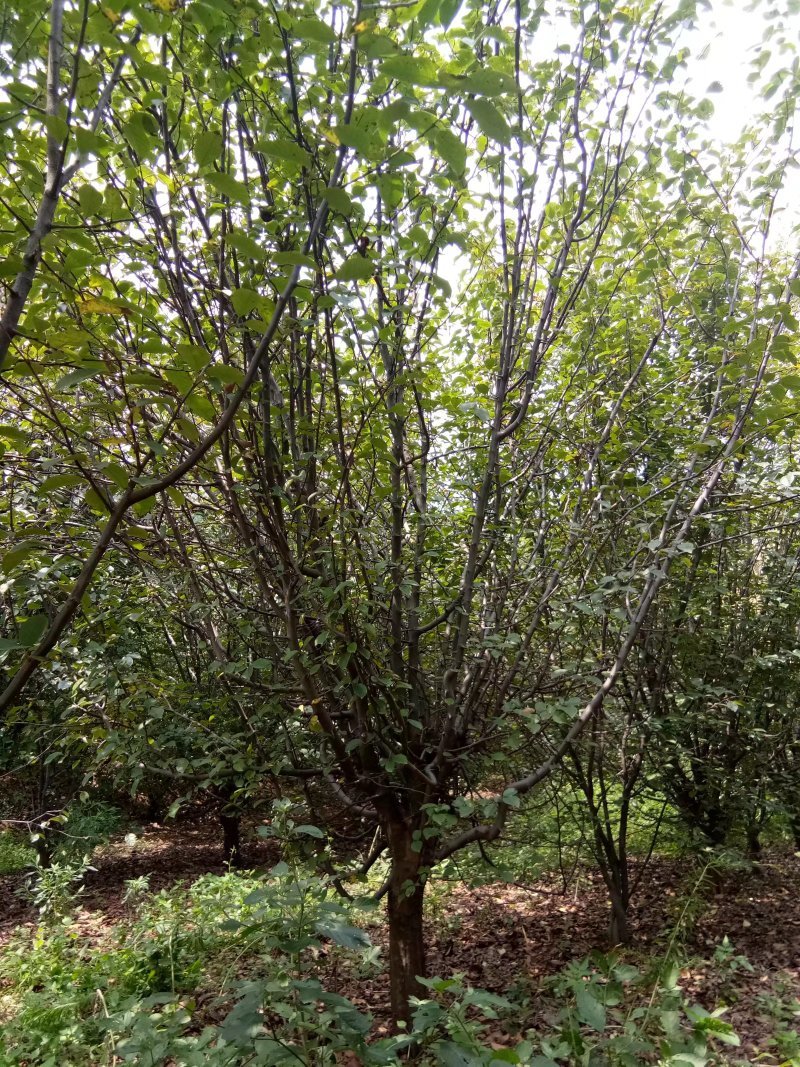 木瓜/木瓜海棠1-30公分
