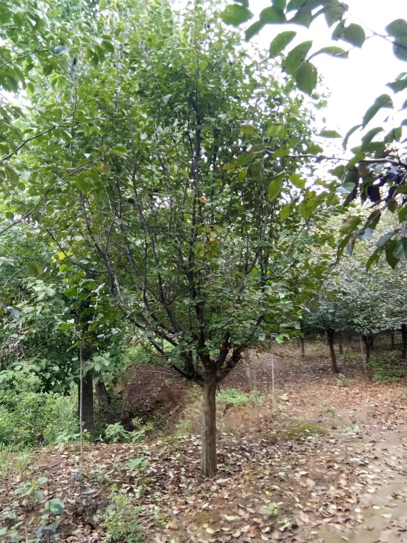 木瓜/木瓜海棠1-30公分