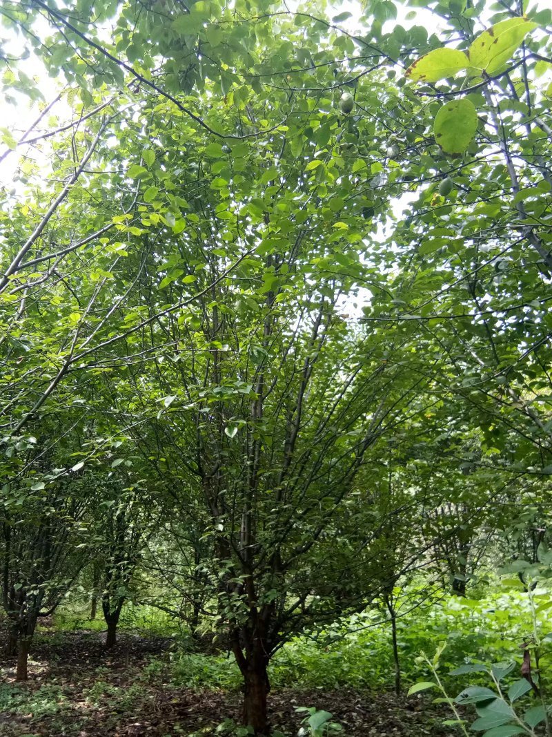 木瓜/木瓜海棠1-30公分