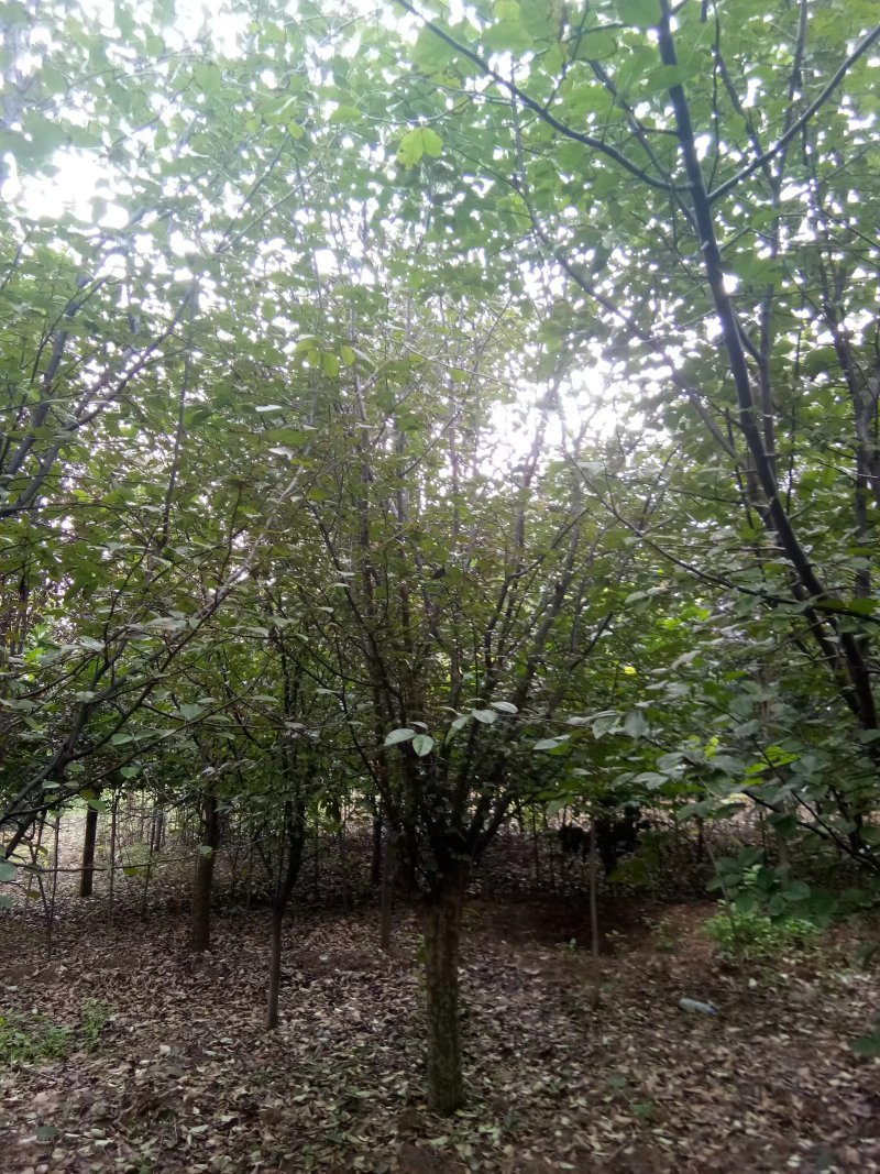 木瓜/木瓜海棠1-30公分