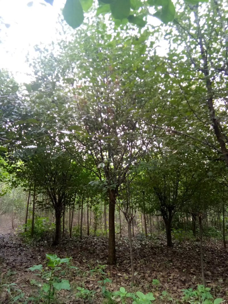 木瓜/木瓜海棠1-30公分