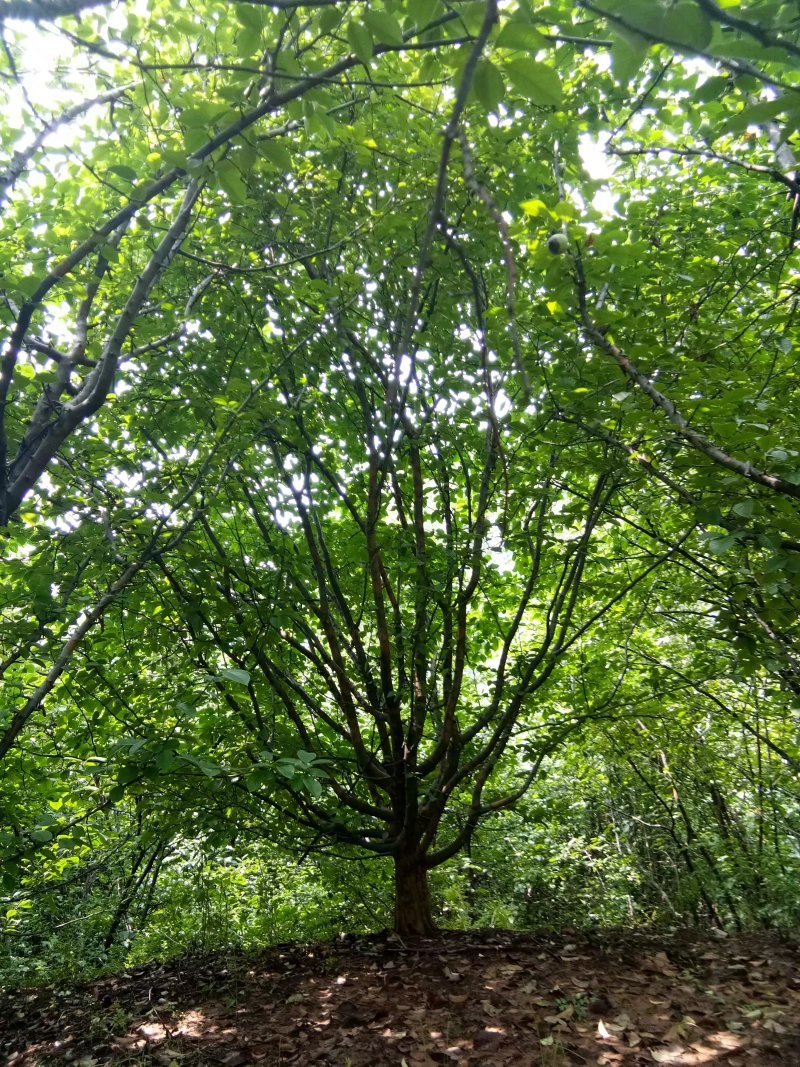 木瓜/木瓜海棠1-30公分