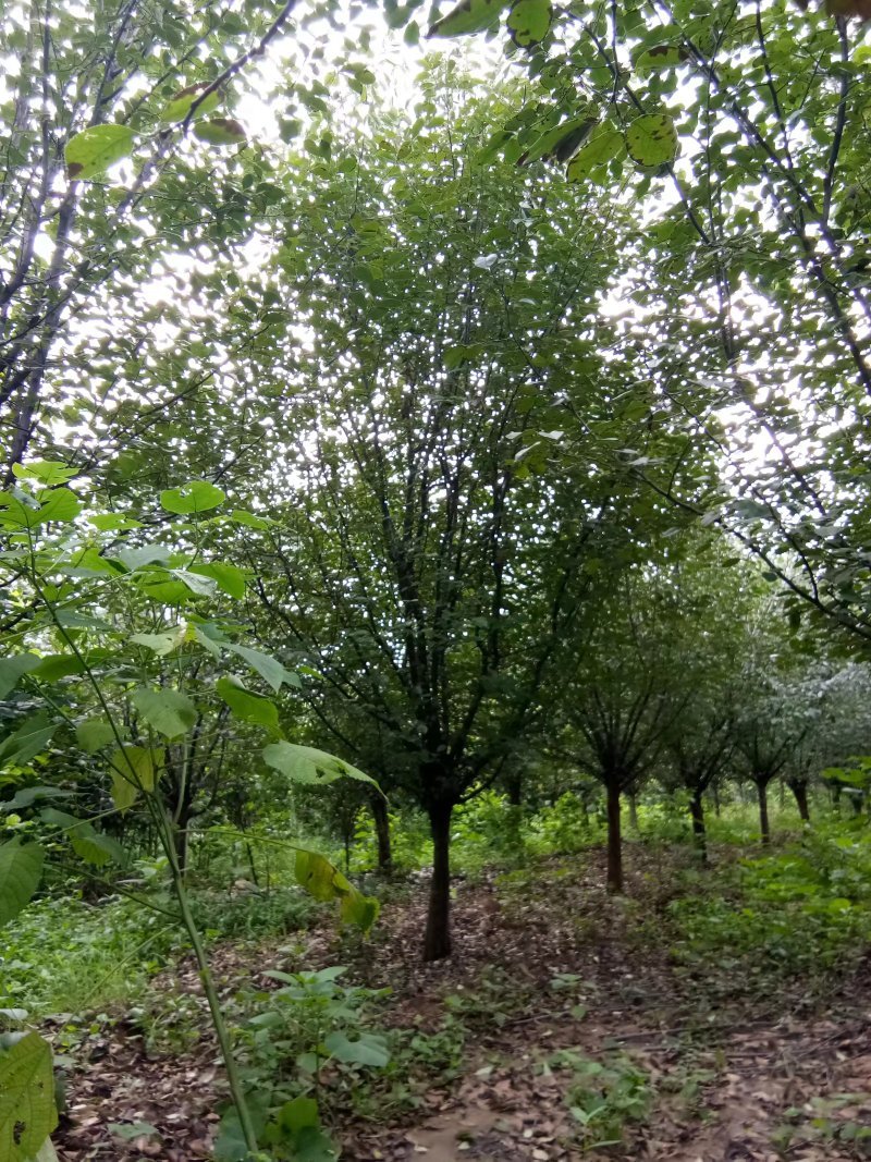 木瓜/木瓜海棠1-30公分