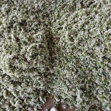 韭菜大量上市，有需要的老板联系我