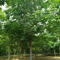 七叶树1-35公分