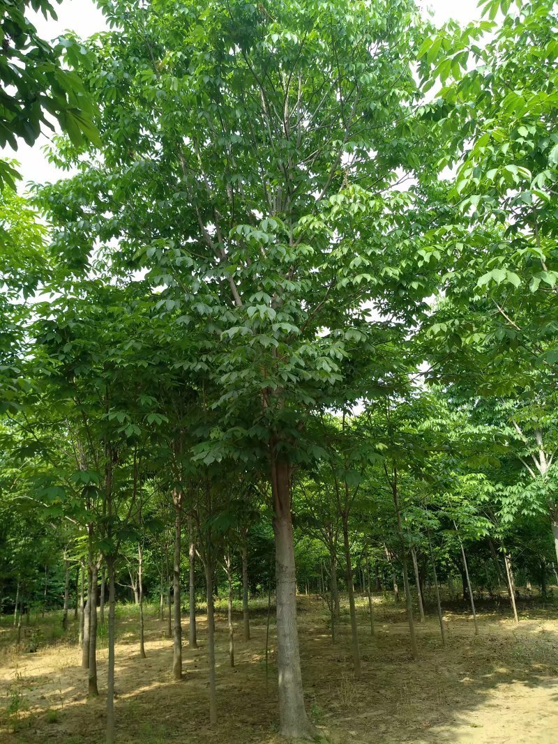七叶树1-35公分
