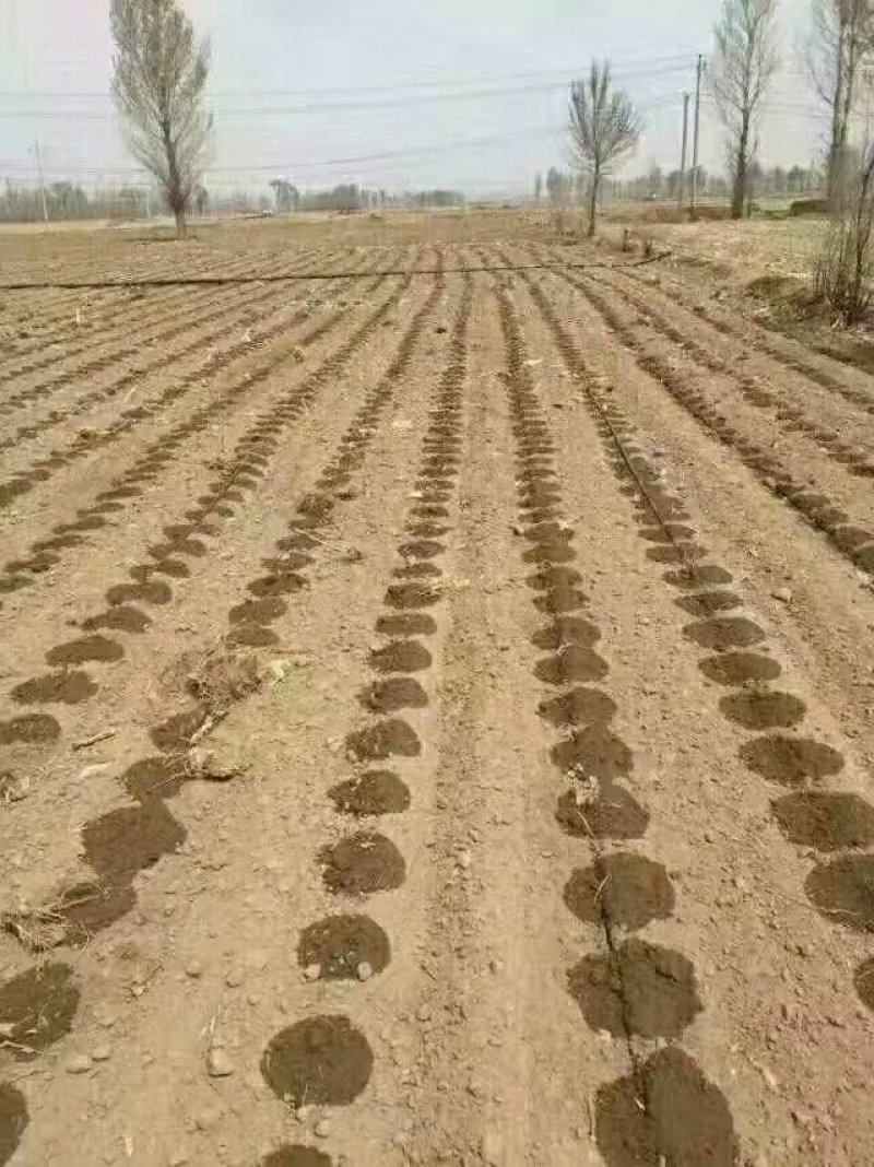 滴灌带