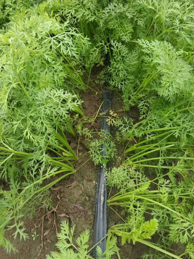 滴灌带