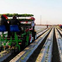 种植施肥机械：起垄移栽施肥覆膜滴灌带多功能移栽机系列
