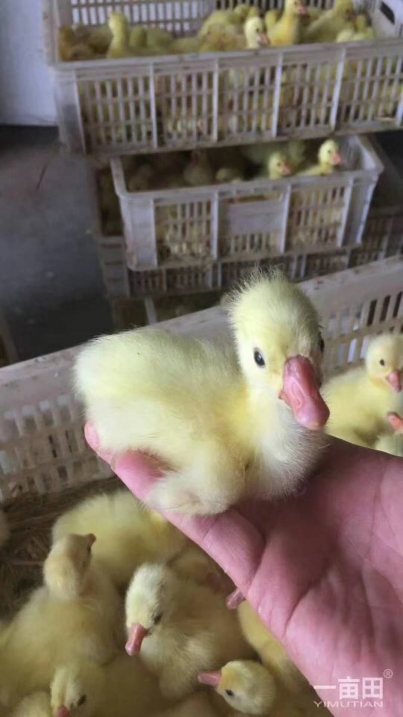大三花鹅苗