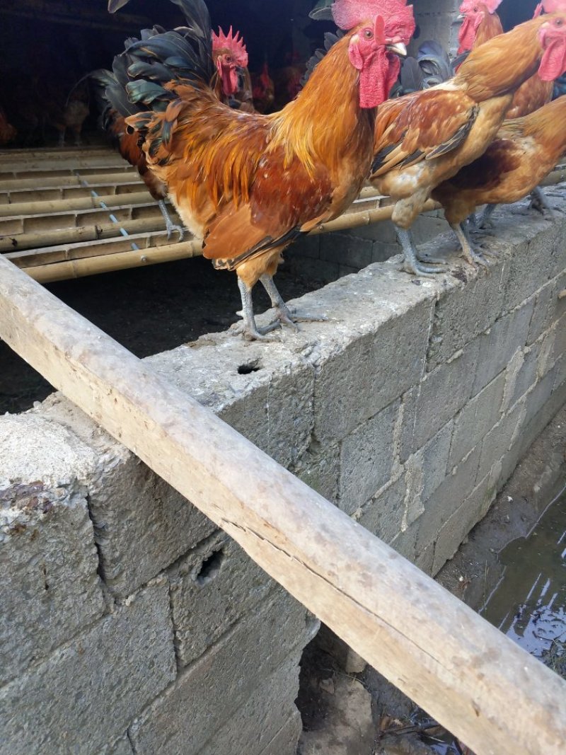 蒙山红土鸡