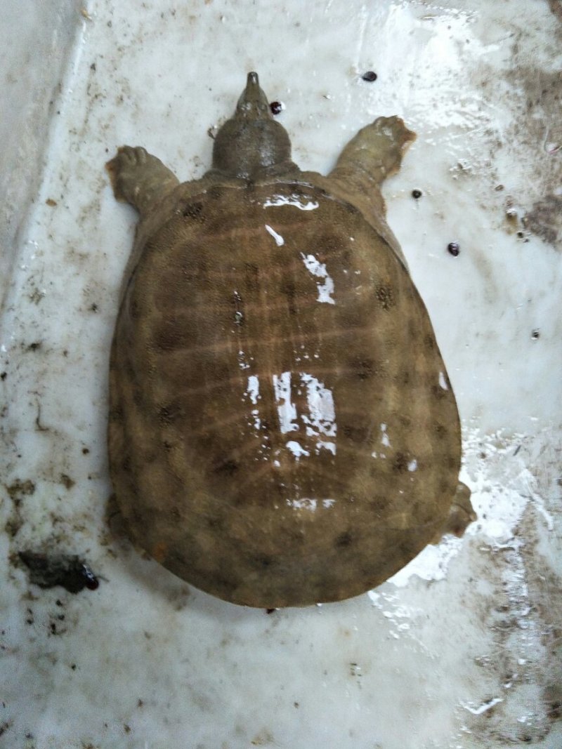 野生甲鱼