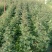 椒树苗品种狮子头大红袍，株高一米左右