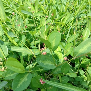 山地豆草
