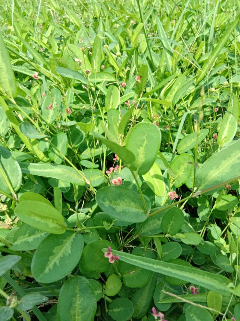 山地豆草