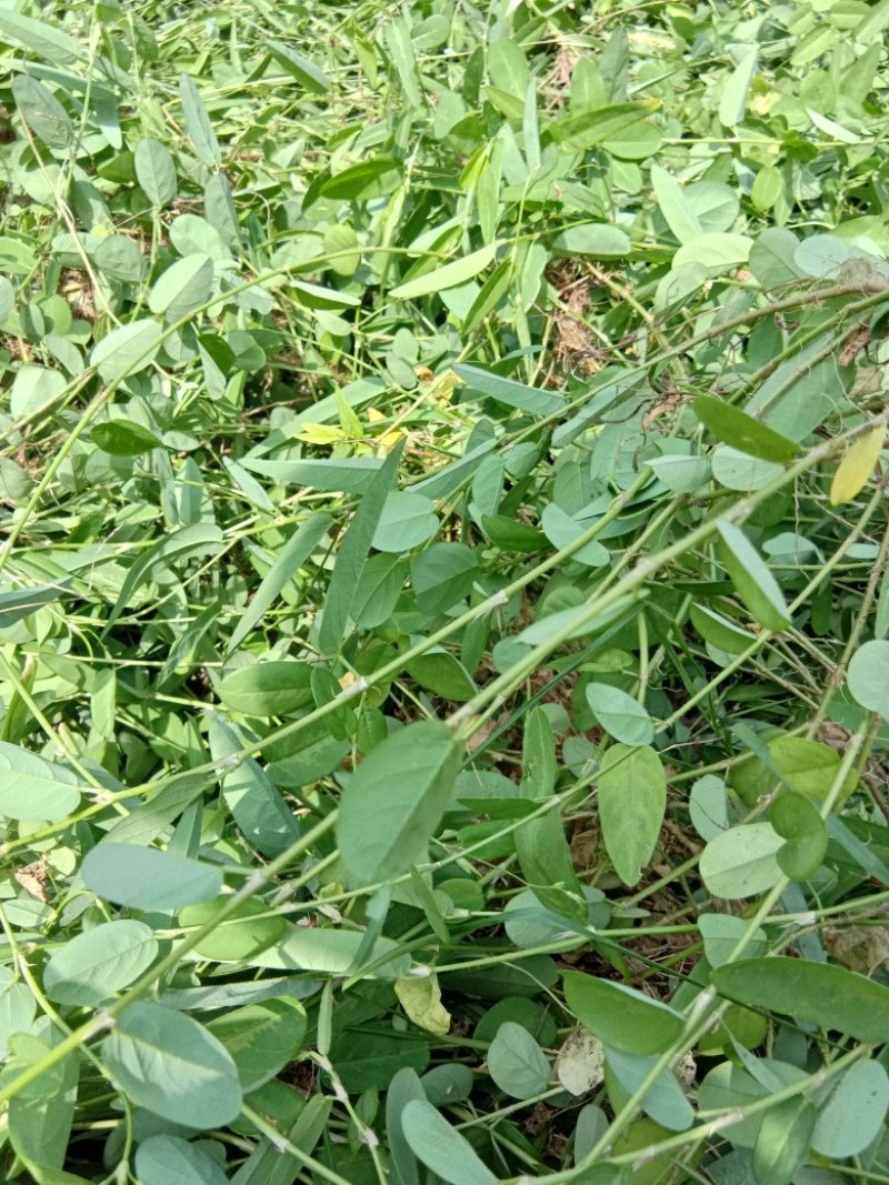 山地豆草