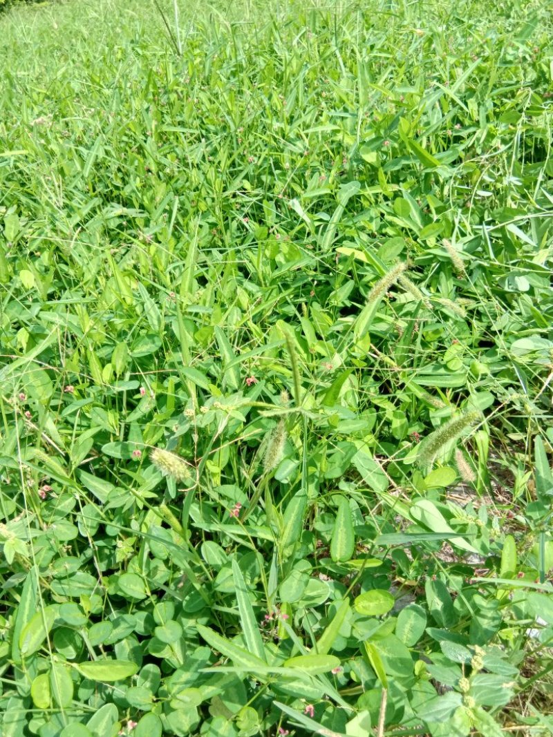 山地豆草