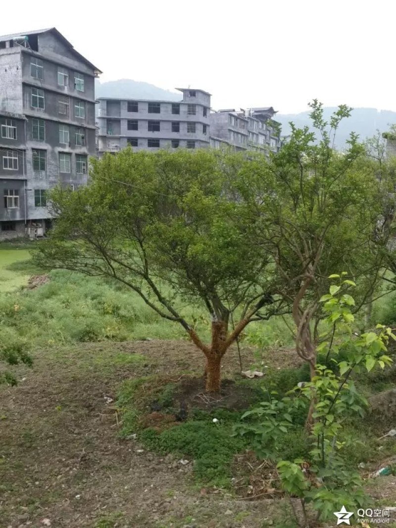 紫薇金蛋子红梅