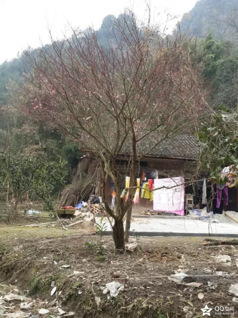 紫薇金蛋子红梅