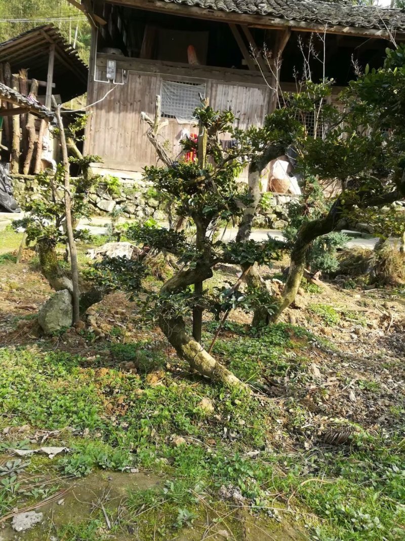 紫薇金蛋子红梅