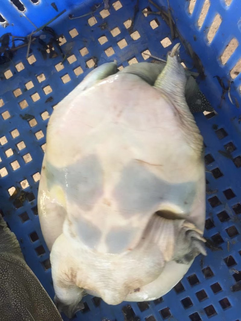 江西生态甲鱼