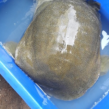 江西生态甲鱼