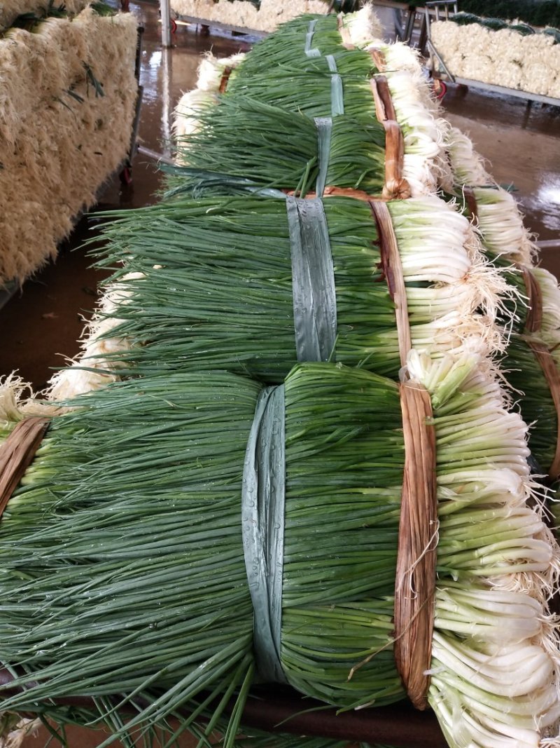 小葱产地小香葱货源充足，常年有货，实力代办