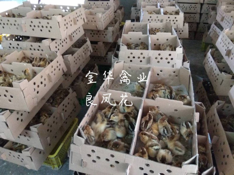 良凤花鸡苗