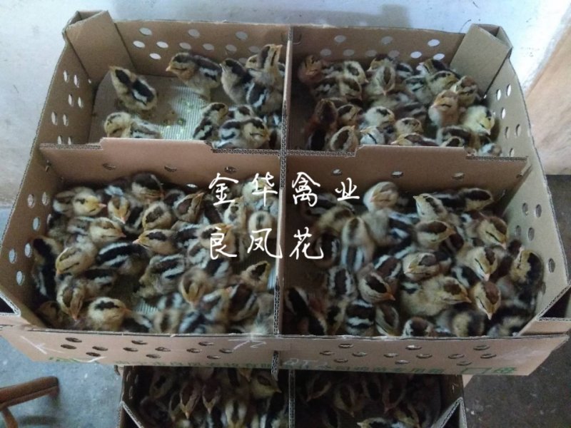 良凤花鸡苗