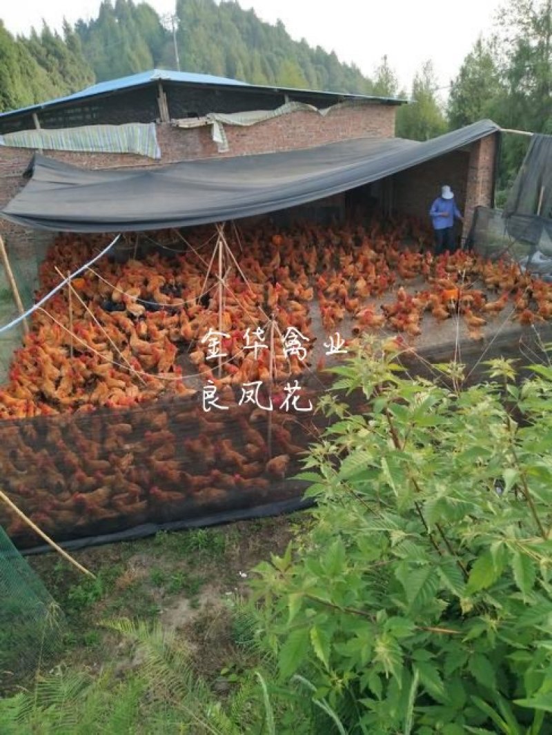 良凤花鸡苗