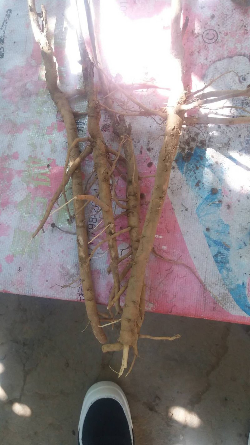 油用牡丹苗
