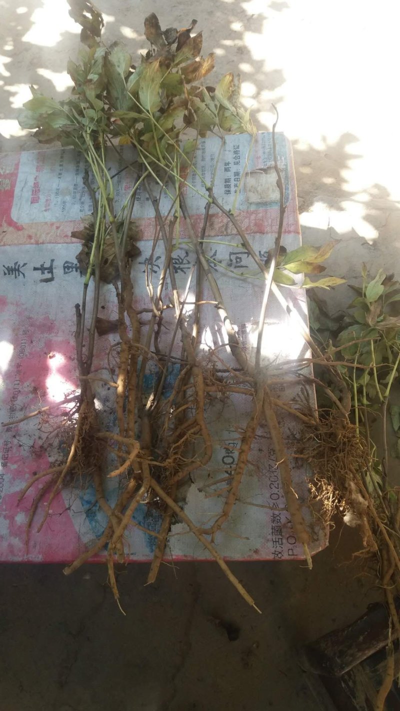 油用牡丹苗