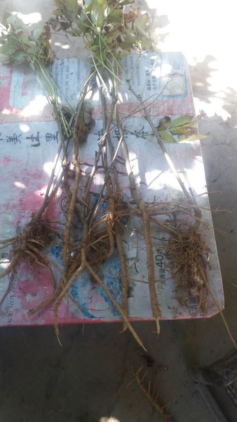 油用牡丹苗