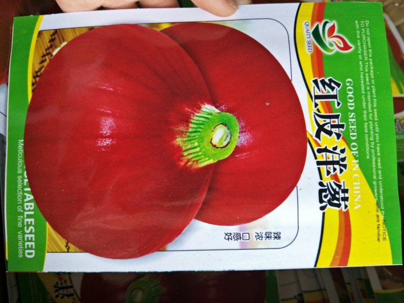 洋葱种子