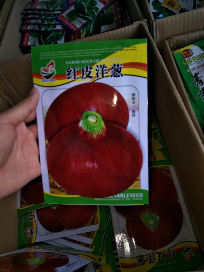 洋葱种子